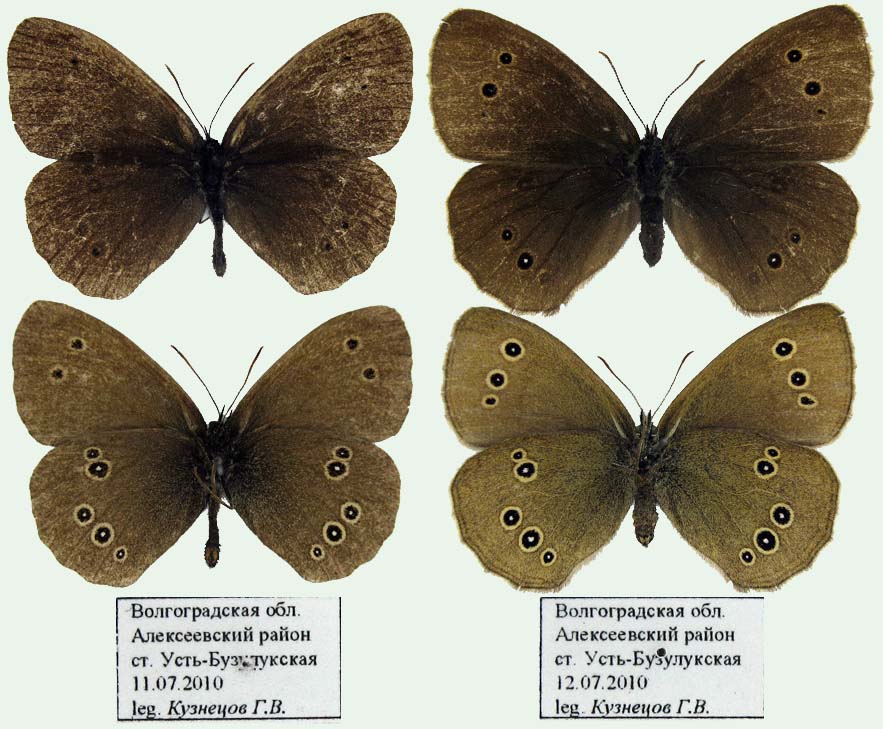 Aphantopus hyperantus